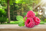 Сlipart raspberry background white berry closeup   BillionPhotos