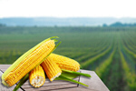 Сlipart corn field cob summer farming   BillionPhotos
