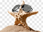 Сlipart Sunglasses Starfish Beach Shell Summer photo cut out BillionPhotos