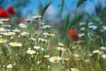 Сlipart Meadow Wildflower Nature Daisy Chamomile photo  BillionPhotos