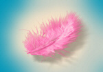 Сlipart Feather Pink Tickling White Backgrounds   BillionPhotos