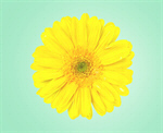 Сlipart mint color head nature garbera yellow   BillionPhotos