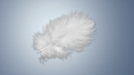 Сlipart feather white background floating fluffy   BillionPhotos
