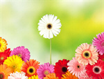Сlipart Standing Out From The Crowd Individuality Flower Daisy Gerbera Daisy   BillionPhotos