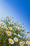 Сlipart Meadow Wildflower Nature Daisy Chamomile photo  BillionPhotos
