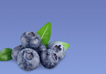 Сlipart bilberry blueberry 1 2 3   BillionPhotos