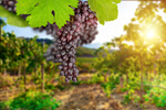 Сlipart nature agriculture blue grapes blurred background bokeh background   BillionPhotos