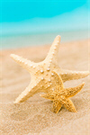 Сlipart starfish holiday summer playa caribbean photo  BillionPhotos