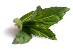 Сlipart Mint Peppermint Leaf Spearmint Isolated photo  BillionPhotos