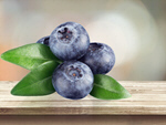 Сlipart blueberry top view berries background   BillionPhotos