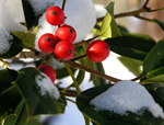 Сlipart Christmas Snow Holly Winter Berry Fruit photo free BillionPhotos