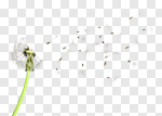 Сlipart Dandelion Single Flower Flower White Wind photo cut out BillionPhotos