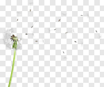 Сlipart Dandelion Single Flower Flower White Silhouette photo cut out BillionPhotos