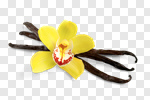 Сlipart Vanilla Flower Orchid Herb Spice photo cut out BillionPhotos