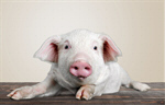 Сlipart farm pig white pigpen background   BillionPhotos