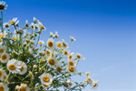 Сlipart Daisy Sky Flower Blue Field photo  BillionPhotos
