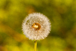 Сlipart Dandelion Field Seed Summer Yellow photo  BillionPhotos