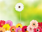Сlipart Standing Out From The Crowd Individuality Flower Daisy Gerbera Daisy   BillionPhotos
