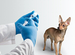 Сlipart vaccine dog animal medicine pet   BillionPhotos