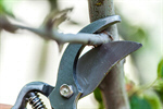 Сlipart Pruning Pruning Shears Gardening Winter Apple photo  BillionPhotos