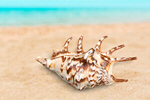 Сlipart shell on sand shell sea collection starfish   BillionPhotos