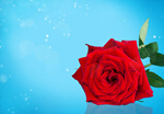 Сlipart rose red flower 14 abstract   BillionPhotos