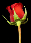 Сlipart Rose Red Flower Single Flower Isolated photo  BillionPhotos