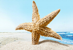 Сlipart Florida Beach Hawaii Islands Starfish Bahamas   BillionPhotos