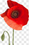 Сlipart Poppy Corn Poppy Red Single Flower Plant photo cut out BillionPhotos