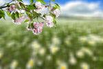 Сlipart spring background leaf biology blurred   BillionPhotos
