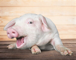 Сlipart farm pig white pigpen background meat   BillionPhotos