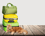 Сlipart luggage pet journey tourist cat   BillionPhotos