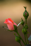 Сlipart Rose Bud Red Valentine's Day Flower photo  BillionPhotos
