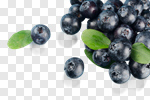 Сlipart Blueberry Freshness Fruit Berry Fruit Blue photo cut out BillionPhotos