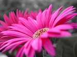 Сlipart Single Flower Flower Pink Daisy Gerbera Daisy photo free BillionPhotos