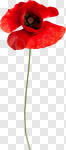 Сlipart Poppy Flower Red Spring Growth photo cut out BillionPhotos