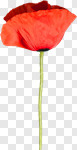 Сlipart Poppy Flower Red Spring Growth photo cut out BillionPhotos