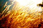 Сlipart wheat field agricultural agriculture autumn   BillionPhotos