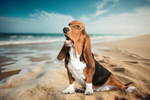 Сlipart bloodhound background summer dog nature   BillionPhotos