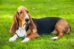 Сlipart Dog Basset Hound Hound Isolated White Background photo  BillionPhotos