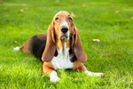Сlipart Dog Basset Hound Hound Isolated White Background photo  BillionPhotos