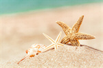 Сlipart starfish beach coco tourism spa photo  BillionPhotos