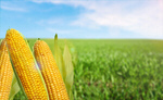 Сlipart corn field cob summer farming   BillionPhotos