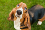 Сlipart Dog Basset Hound Hound Isolated White Background photo  BillionPhotos
