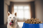 Сlipart dog eating kitchen animal health   BillionPhotos