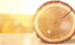 Сlipart Tree Ring Log Wood Tree Trunk Tree   BillionPhotos