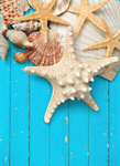 Сlipart Starfish Sea Life Sand White Textured   BillionPhotos