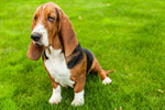 Сlipart Dog Basset Hound Hound Isolated White Background photo  BillionPhotos