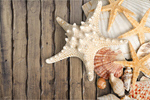 Сlipart Starfish Shell Sea Life Sand White   BillionPhotos