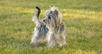 Сlipart Dog Puppy Running Cheerful Small photo  BillionPhotos